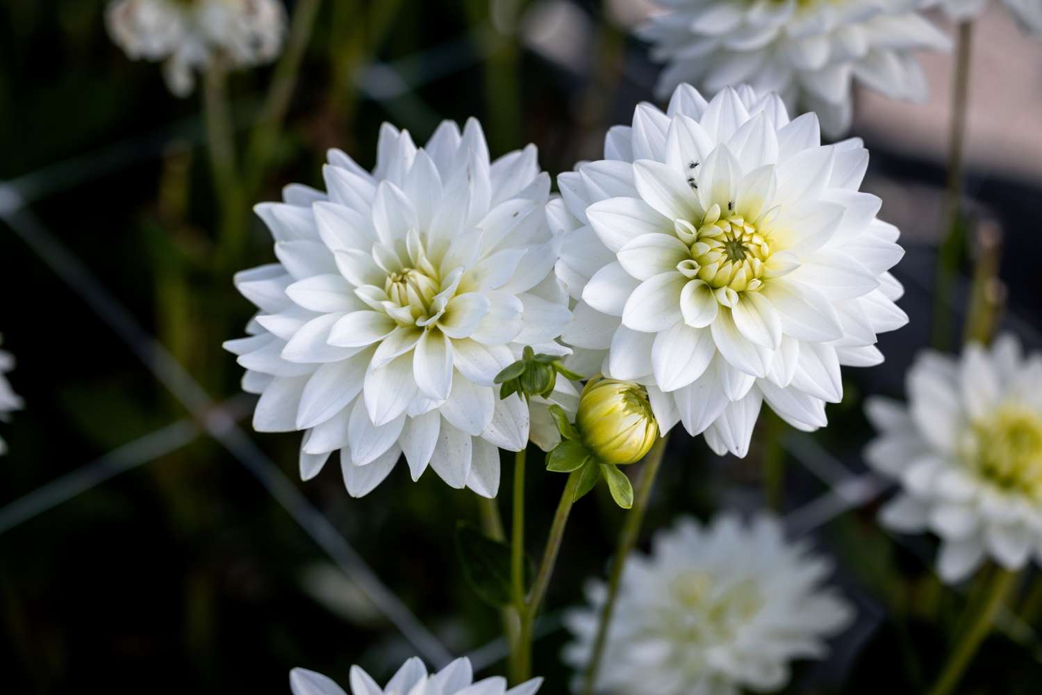 Daalia 'Karma Maarten Zwaan'